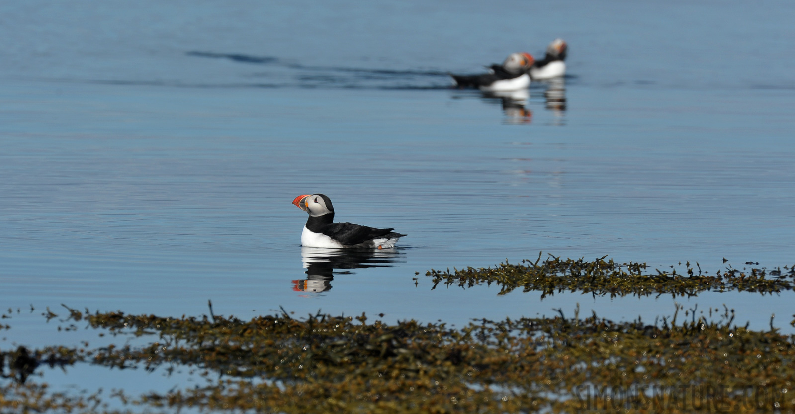 Fratercula arctica naumanii [550 mm, 1/1000 sec at f / 9.0, ISO 400]